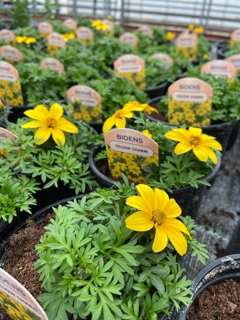 Bidens