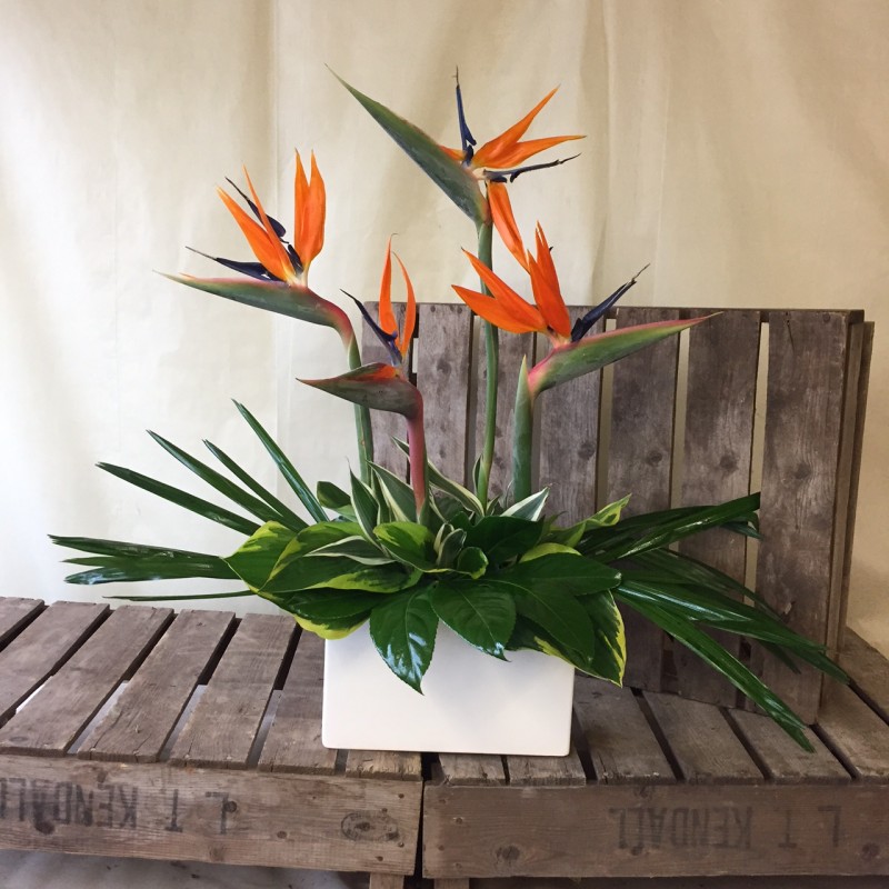 Birds of Paradise Arrangement