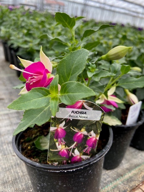 Fuchsias