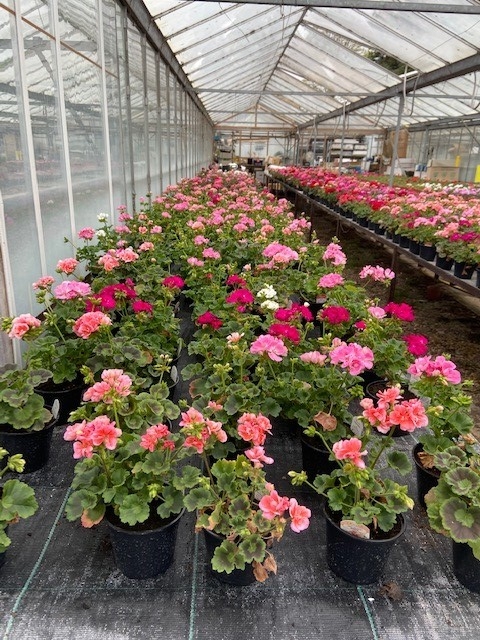 Zonal Geranium