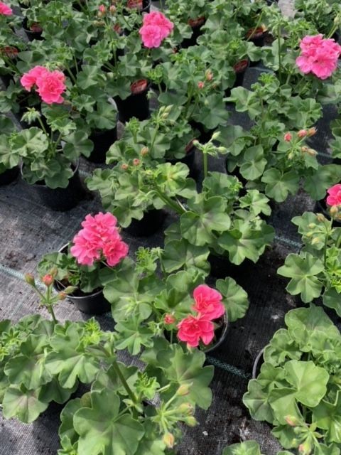 Trailing Geraniums