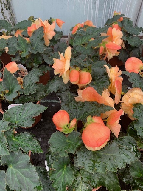 Begonia