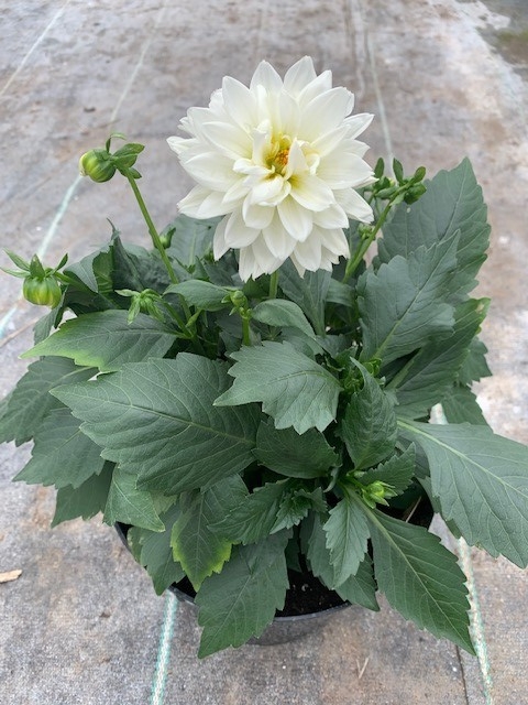 Large Dahlias