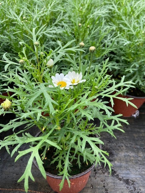 Marguerite