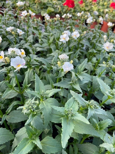 Nemesia