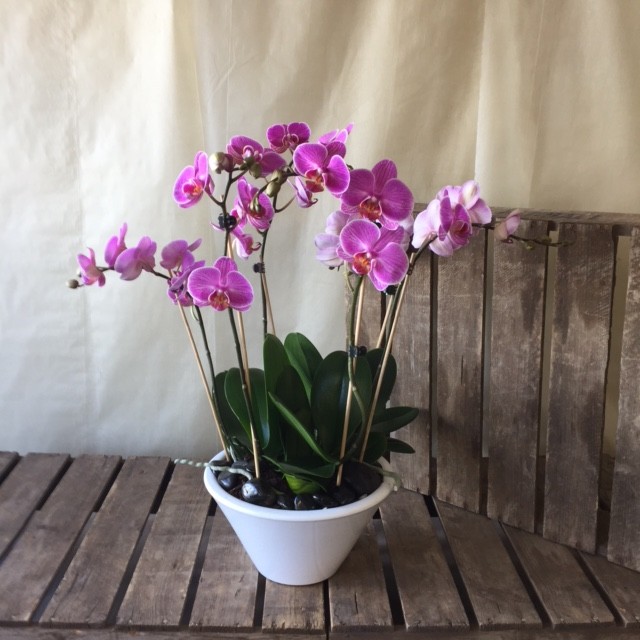 pink orchid phalaenopis orchid peter graves florist orchid