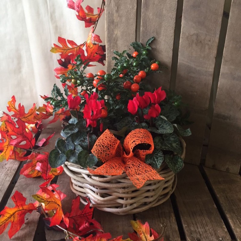 Autumnal Planted Basket