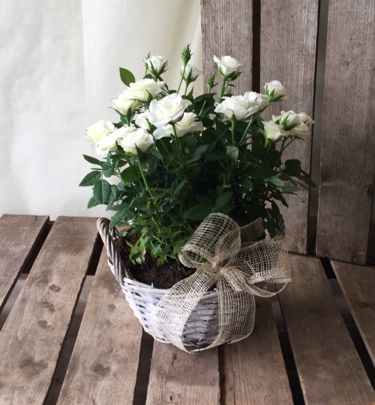 Rose basket