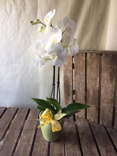 Orchid Plant