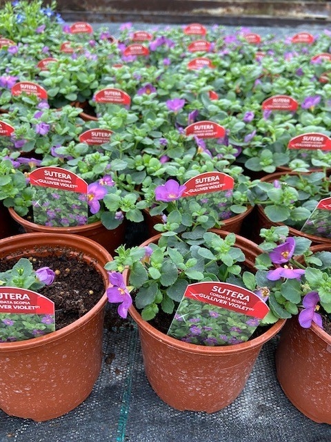 Sutera Bacopa