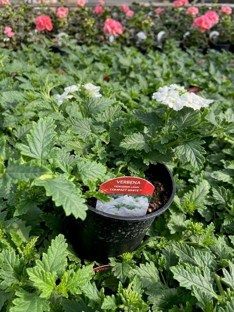 Trailing Verbena