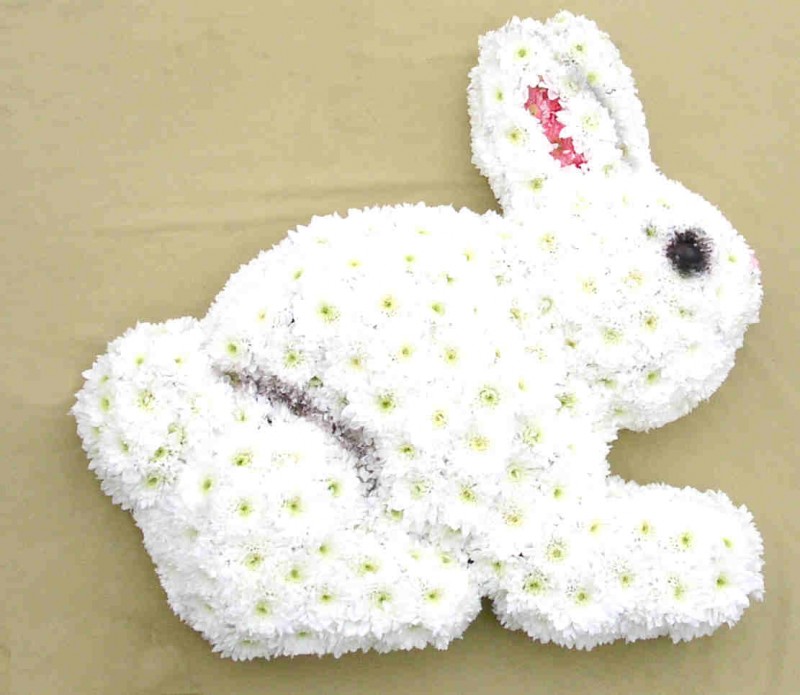 Rabbit
